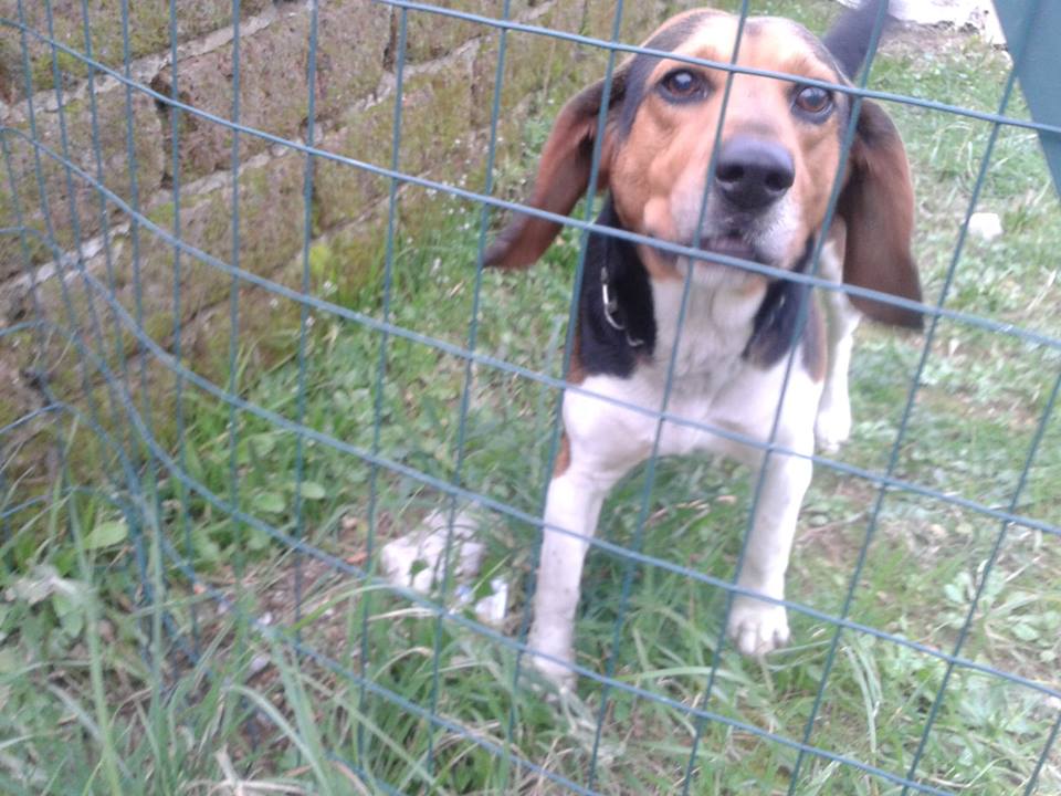 beagle