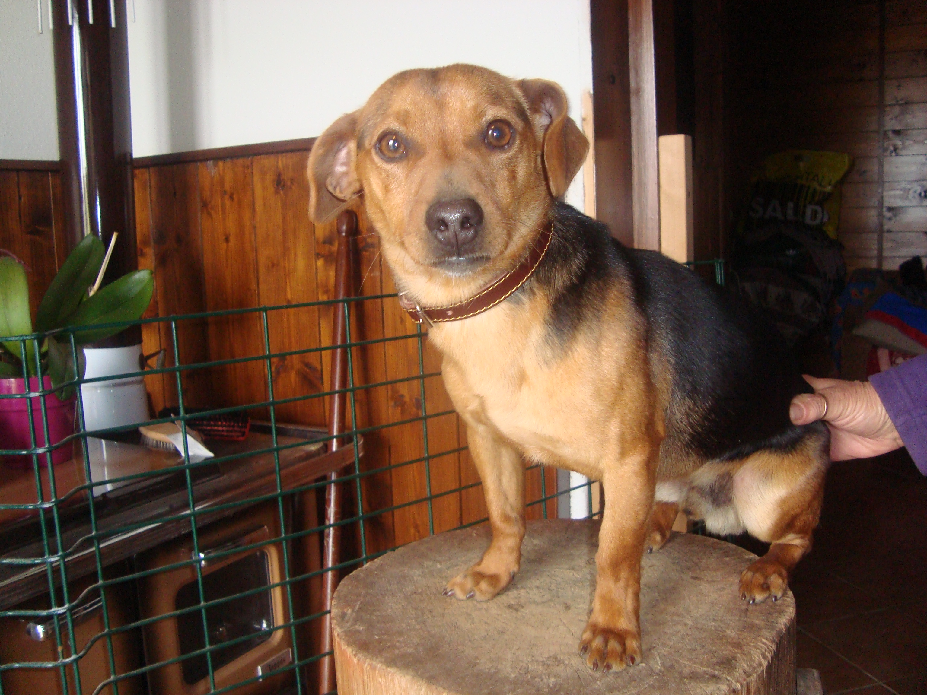cagnolino perso a Manziana 2